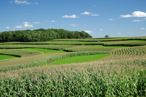 Contour Strip Farming