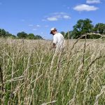 Harvesting Kernza in Walworth County, Wis.