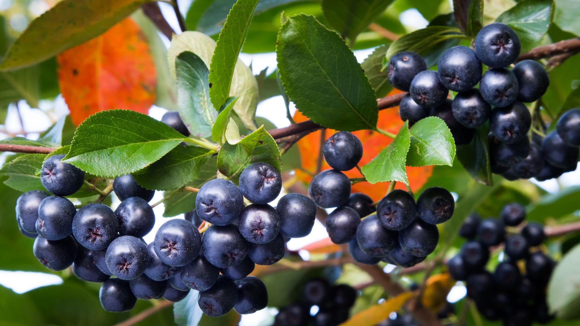 Aronia juice benefits hotsell