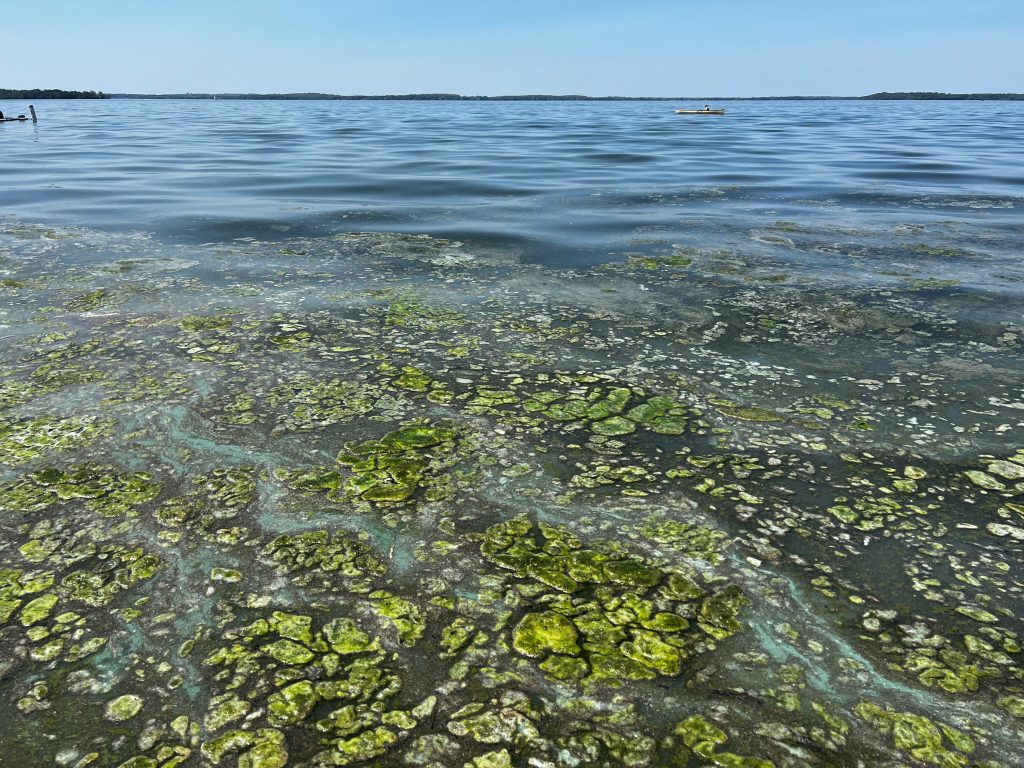 Algal growth on Lake Mendota. Photo: Clean Wisconsin