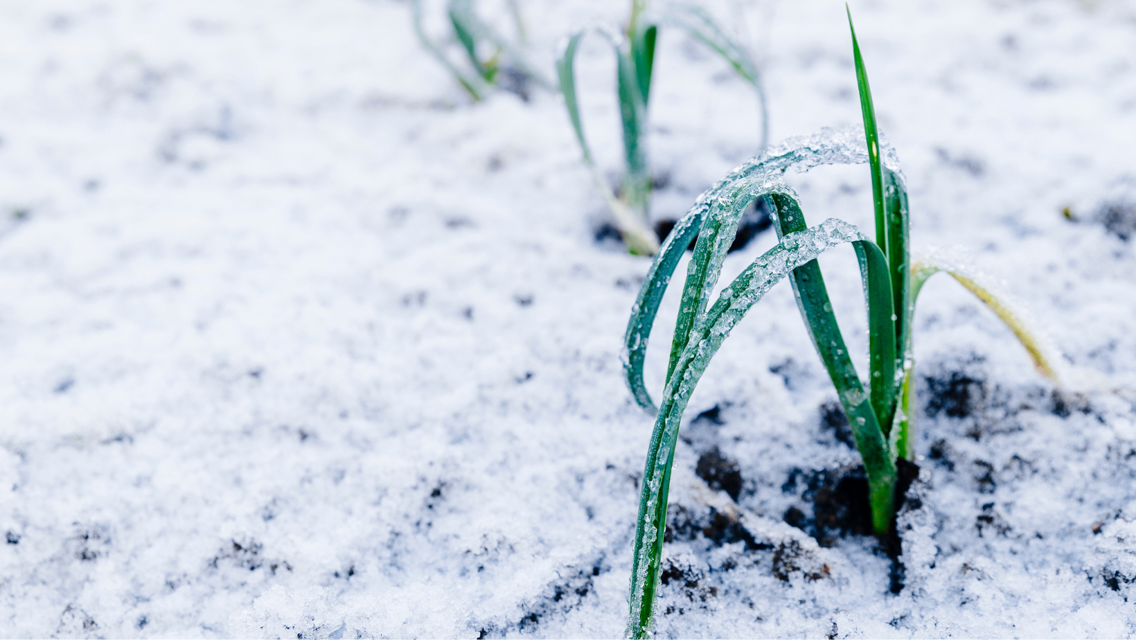 New Plant Hardiness Zone Maps mean big news for farmers and gardeners ...