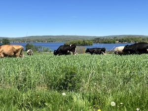 Cows grazing on a field overlooking Lake Wisconsin