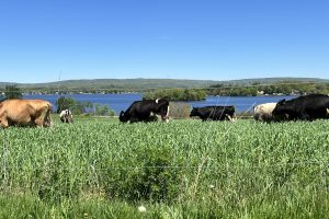 Cows grazing on a field overlooking Lake Wisconsin