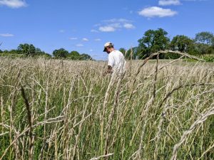 A man walks through a field of kernza perennial grain. Image courtesy of Michael Fields Agricultural Institute